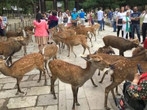 日本の名所〃47都道府県別〃(47)